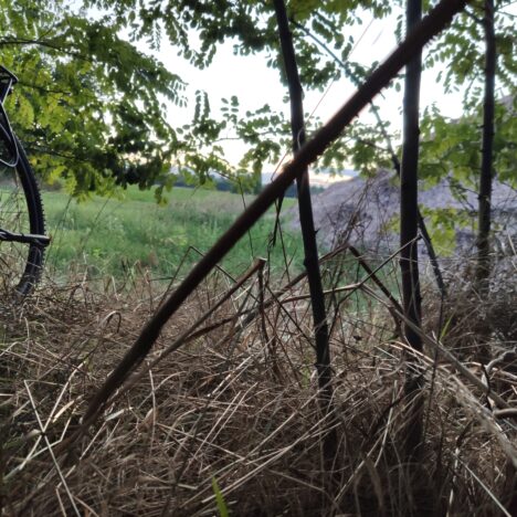 Warum Radfahren im Wald nicht immer schön ist