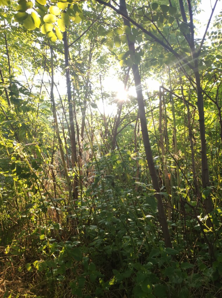 Wildcampen Sonnenaufgang